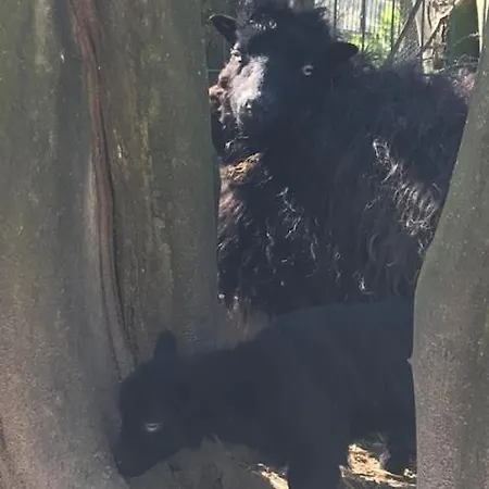 De Warincthun Audinghen