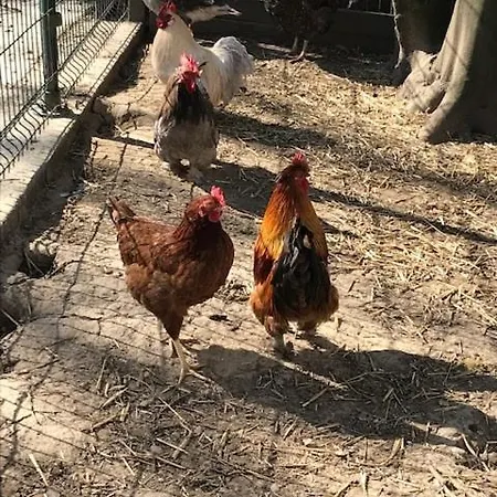 De Warincthun * Audinghen