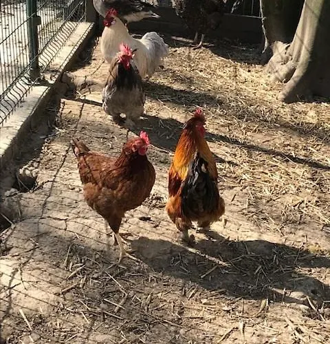 Les De Warincthun * Audinghen