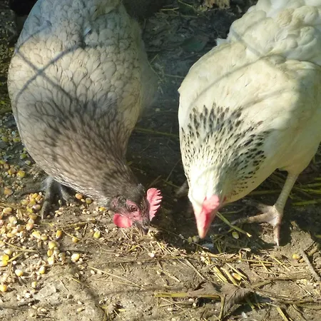 Les De Warincthun * Audinghen